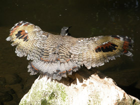 Смотреть фото Солнечная цапля Фото Солнечная цапля