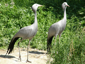 Смотреть фото Журавль Стэнли Фото Журавль Стэнли