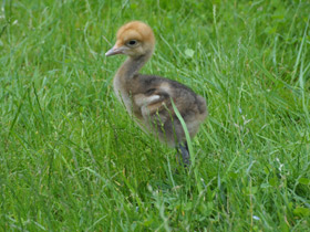 Смотреть фото Журавль Стэнли Фото Журавль Стэнли