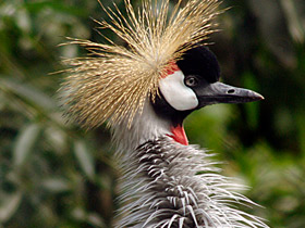 Фото Восточный венценосный журавль