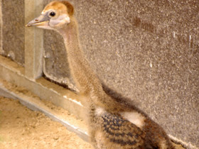 Фото Восточный венценосный журавль