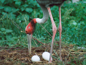 Фото Индийский журавль