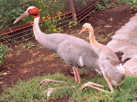 Фото Индийский журавль