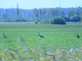 Смотреть фото Серый журавль Фото Серый журавль