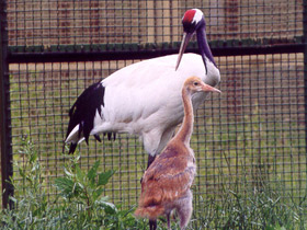 Смотреть фото Японский журавль Фото Японский журавль