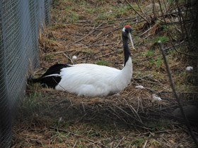 Смотреть фото Японский журавль Фото Японский журавль