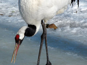 Смотреть фото Японский журавль Фото Японский журавль
