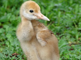 Смотреть фото Японский журавль Фото Японский журавль