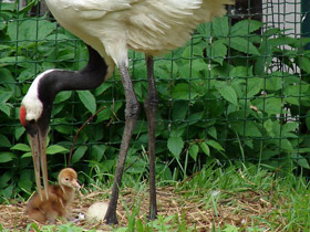 Смотреть фото Японский журавль Фото Японский журавль