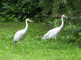 Фото Австралийский журавль
