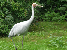Фото Австралийский журавль