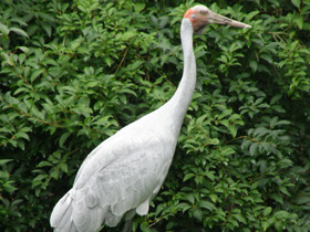Фото Австралийский журавль