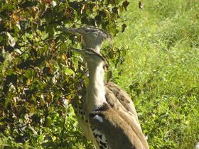 Фото Дрофа Кори