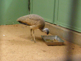 Фото Дрофа Кори