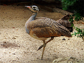 Фото Малая сенегальская дрофа