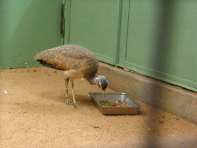 Фото Малая сенегальская дрофа