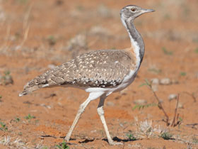 Фото Южноафриканская дрофа