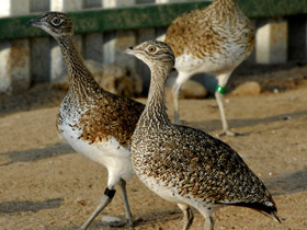 Фото Стрепет