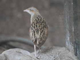 Фото Коростель