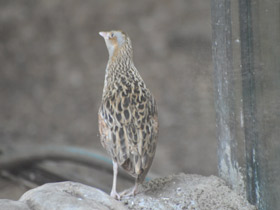 Фото Коростель