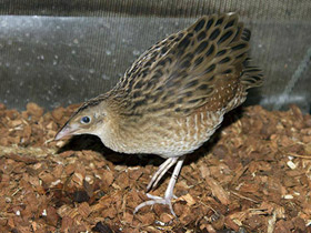 Фото Коростель