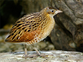 Фото Коростель