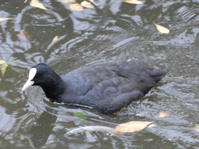 Фото Жизнь утят