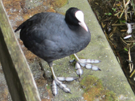 Смотреть фото Лысуха Фото Лысуха