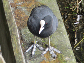 Смотреть фото Лысуха Фото Лысуха