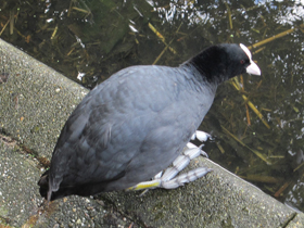 Смотреть фото Лысуха Фото Лысуха