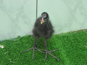 Смотреть фото Камышница Фото Камышница