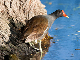 Смотреть фото Камышница Фото Камышница