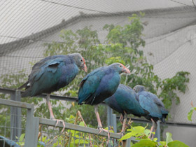 Смотреть фото Султанка Фото Султанка