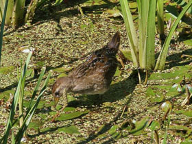 Смотреть фото Каролинский пастушок Фото Каролинский пастушок