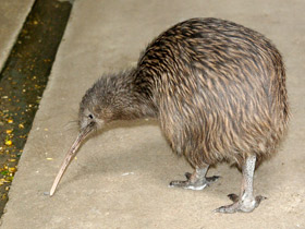 Смотреть фото Киви: птица из ящика Фото Киви: птица из ящика