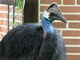 Фото Казуар-мурук