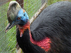 Смотреть фото Оранжевошейный казуар Фото Оранжевошейный казуар