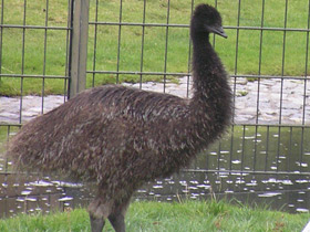 Смотреть фото Эму Фото Эму