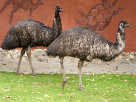 Смотреть фото Эму Фото Эму