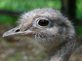 Смотреть фото Нанду Дарвина Фото Нанду Дарвина