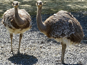 Смотреть фото Нанду Дарвина Фото Нанду Дарвина