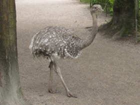 Смотреть фото Нанду Дарвина Фото Нанду Дарвина