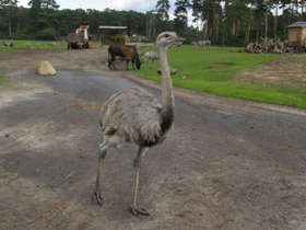 Фото Обыкновенный нанду