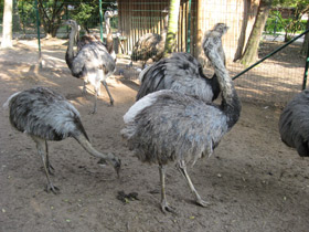 Фото Обыкновенный нанду