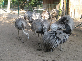 Фото Обыкновенный нанду