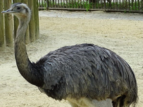 Фото Обыкновенный нанду