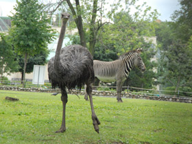 Фото Африканский страус