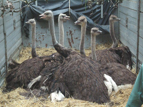 Фото Африканский страус