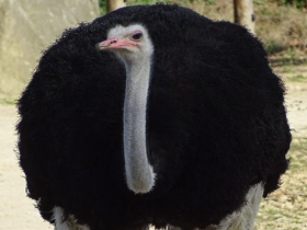 Фото Африканский страус