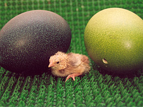 Африканский страус Африканский страус